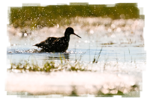 Gegenlicht Rotschenkel beim baden
