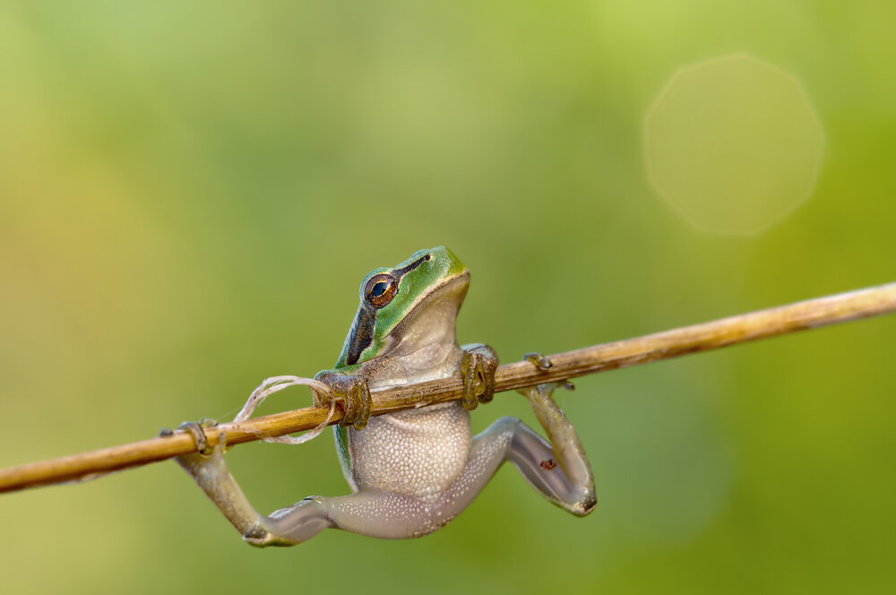 Der Europäische Laubfrosch Hyla arborea ist ein Froschlurch, der zur Familie der Laubfrösche