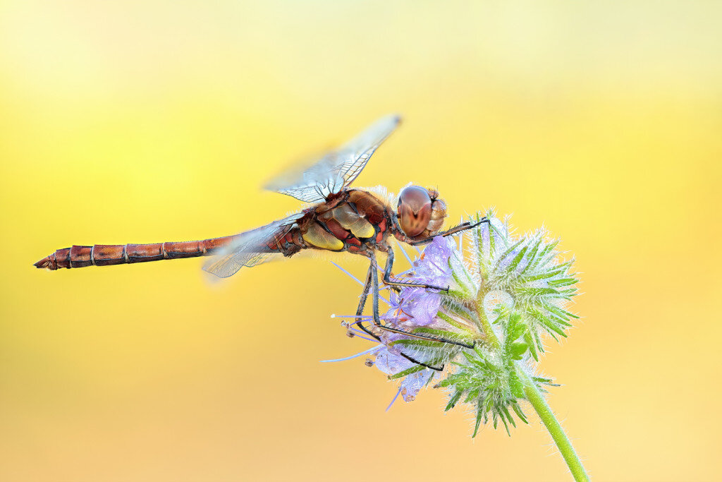 Großlibelle Heidelibelle