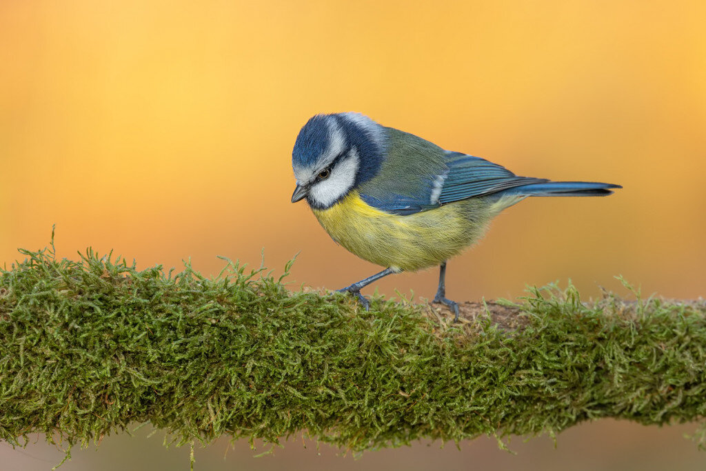 Blaumeisen sind wunderschöne Vögel