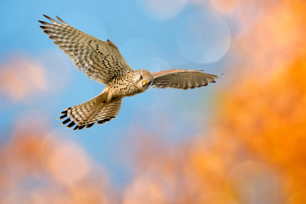 Turmfalke im Rüttelflug