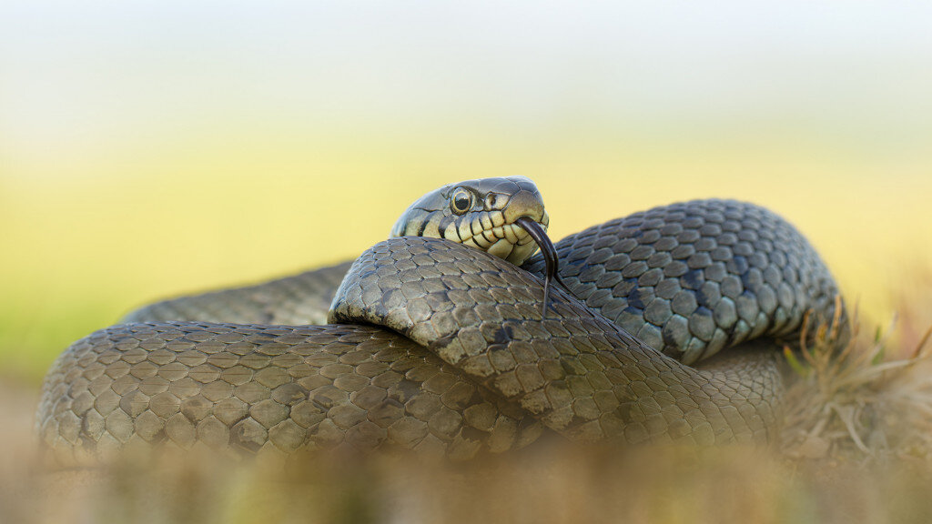 Die Ringelnatter Natrix natrix ist eine Schlangenart aus der Familie der Nattern Colubridae