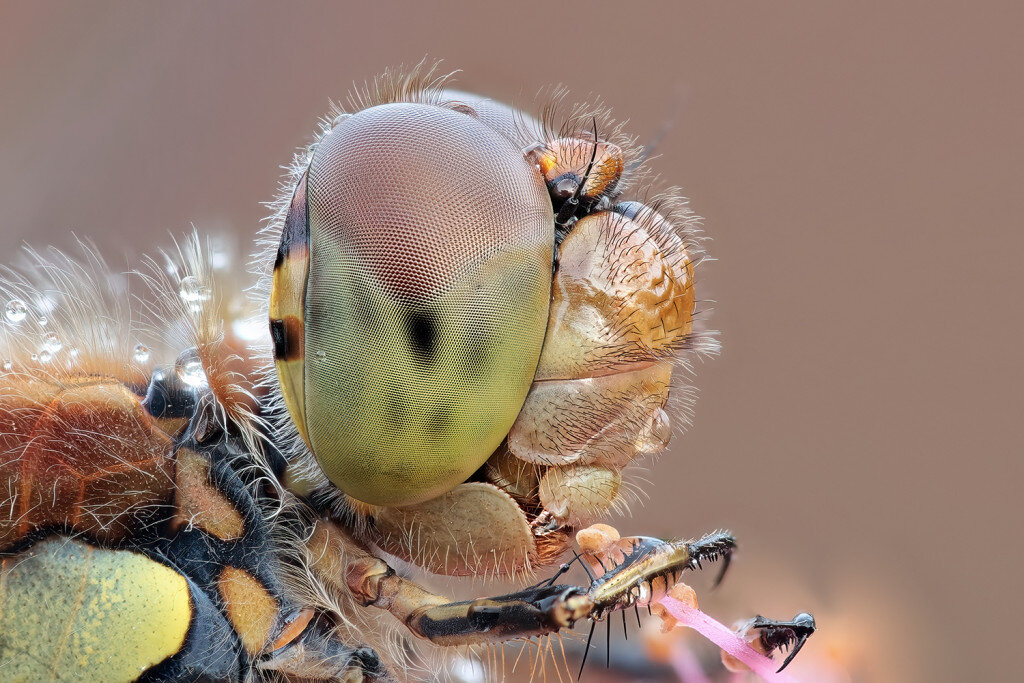 Gemeine Heidelibelle (Sympetrum vulgatum) 