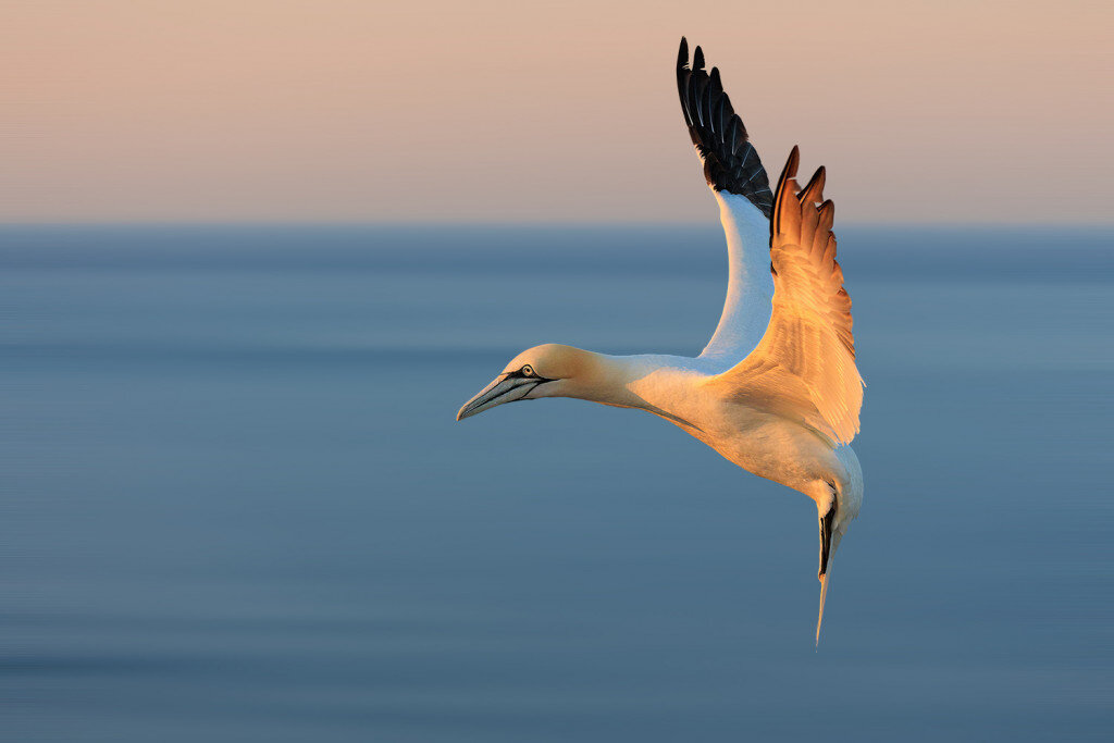 Basstölpel im Landeanflug