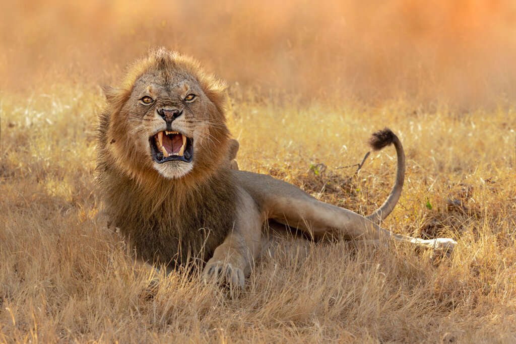 Der Löwe (Panthera leo) ist neben dem Tiger eine der beiden größten Arten aus der Familie der Katzen.